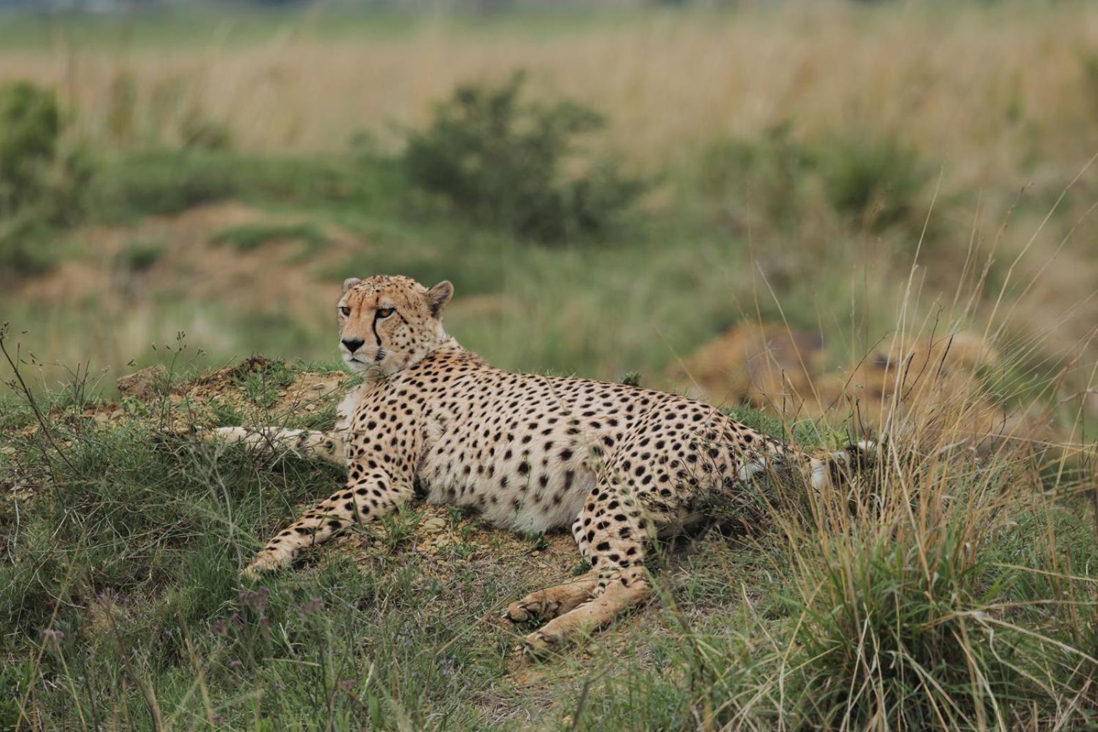 Nambiti Plains Lodge Ladysmith Exteriér fotografie