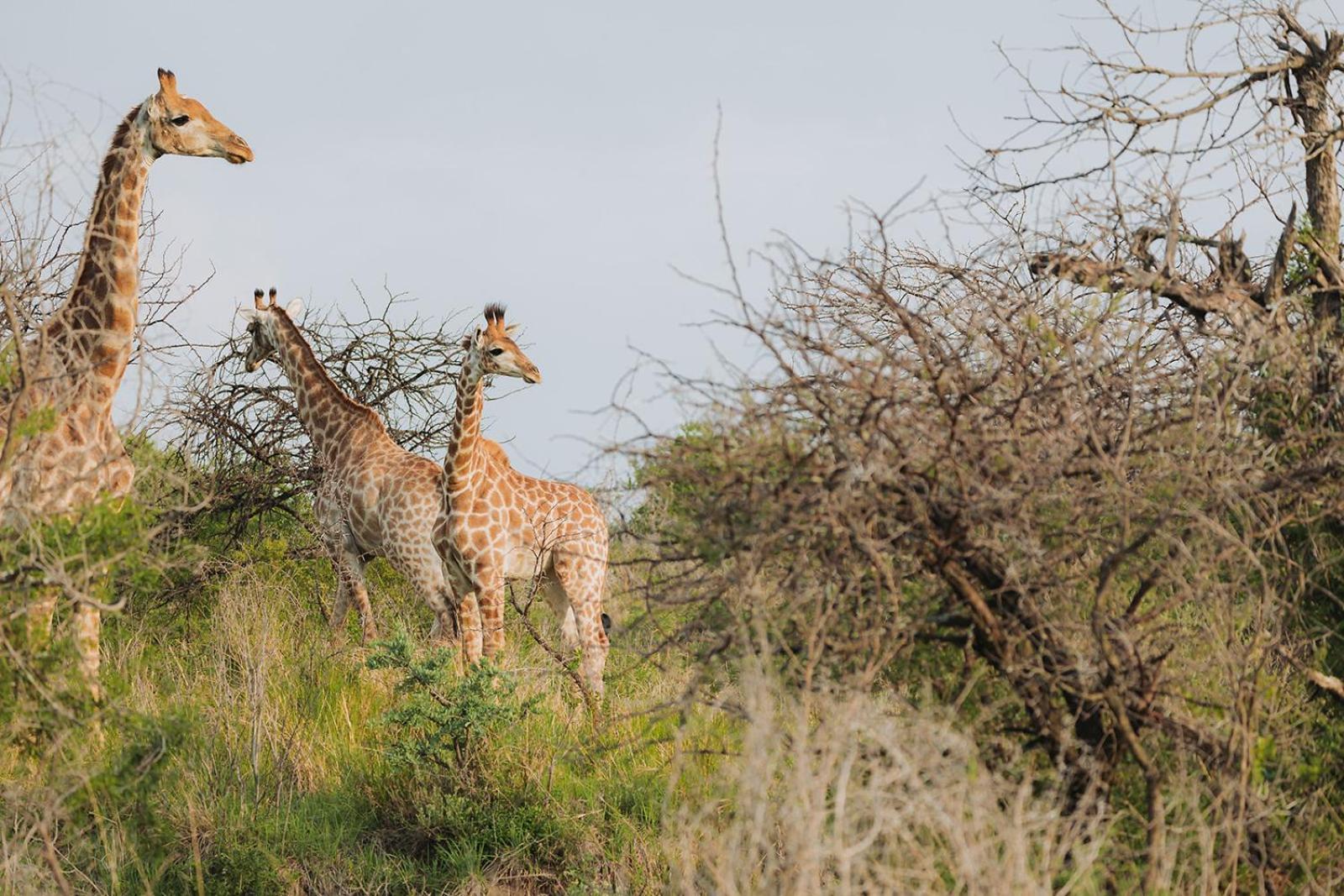 Nambiti Plains Lodge Ladysmith Exteriér fotografie