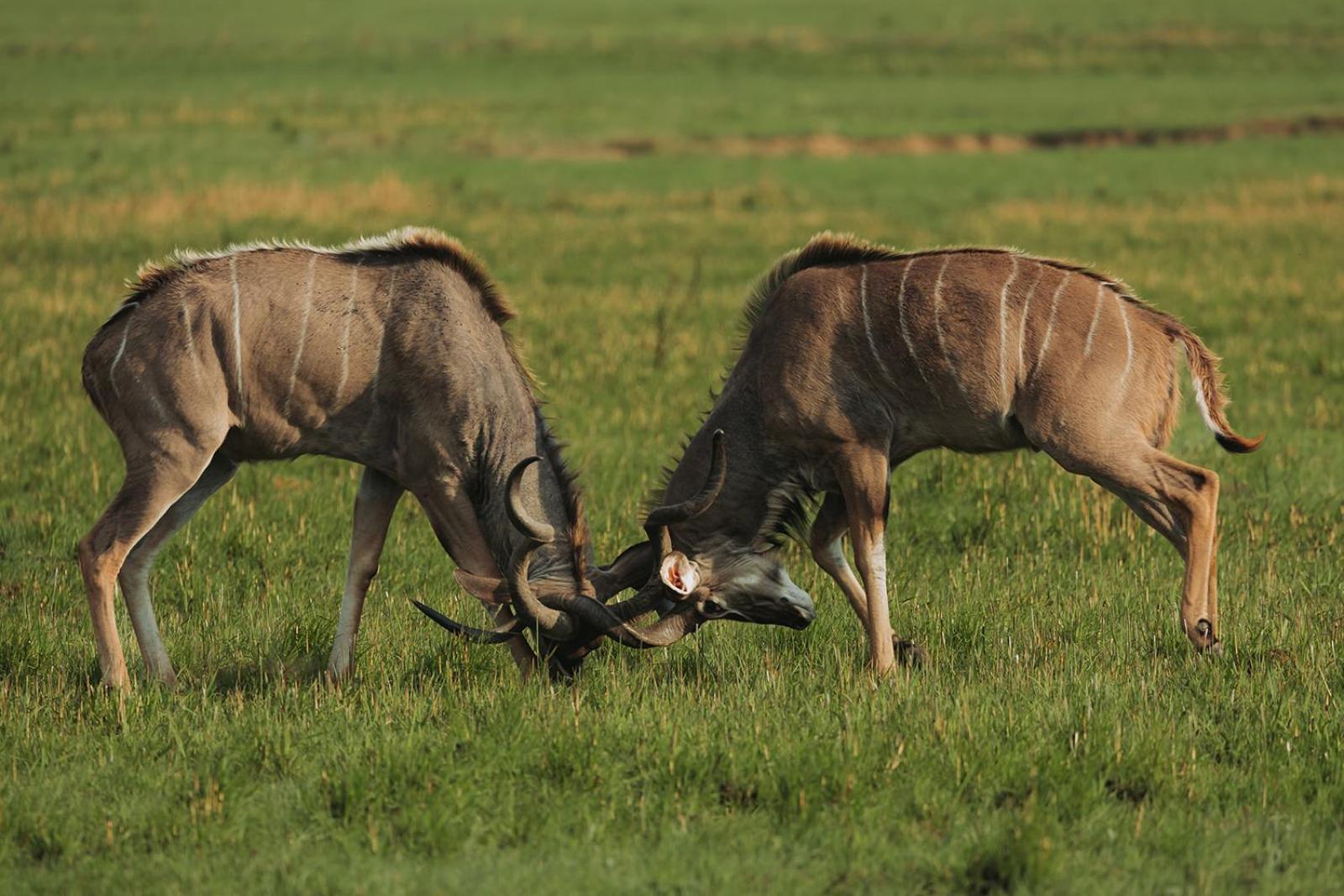 Nambiti Plains Lodge Ladysmith Exteriér fotografie