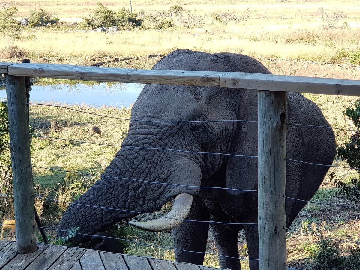 Nambiti Plains Lodge Ladysmith Exteriér fotografie