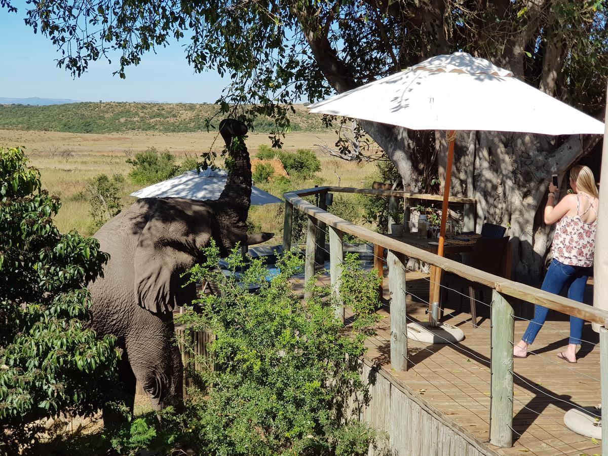 Nambiti Plains Lodge Ladysmith Exteriér fotografie