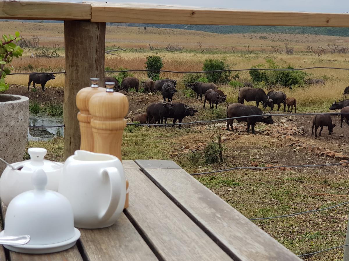 Nambiti Plains Lodge Ladysmith Exteriér fotografie