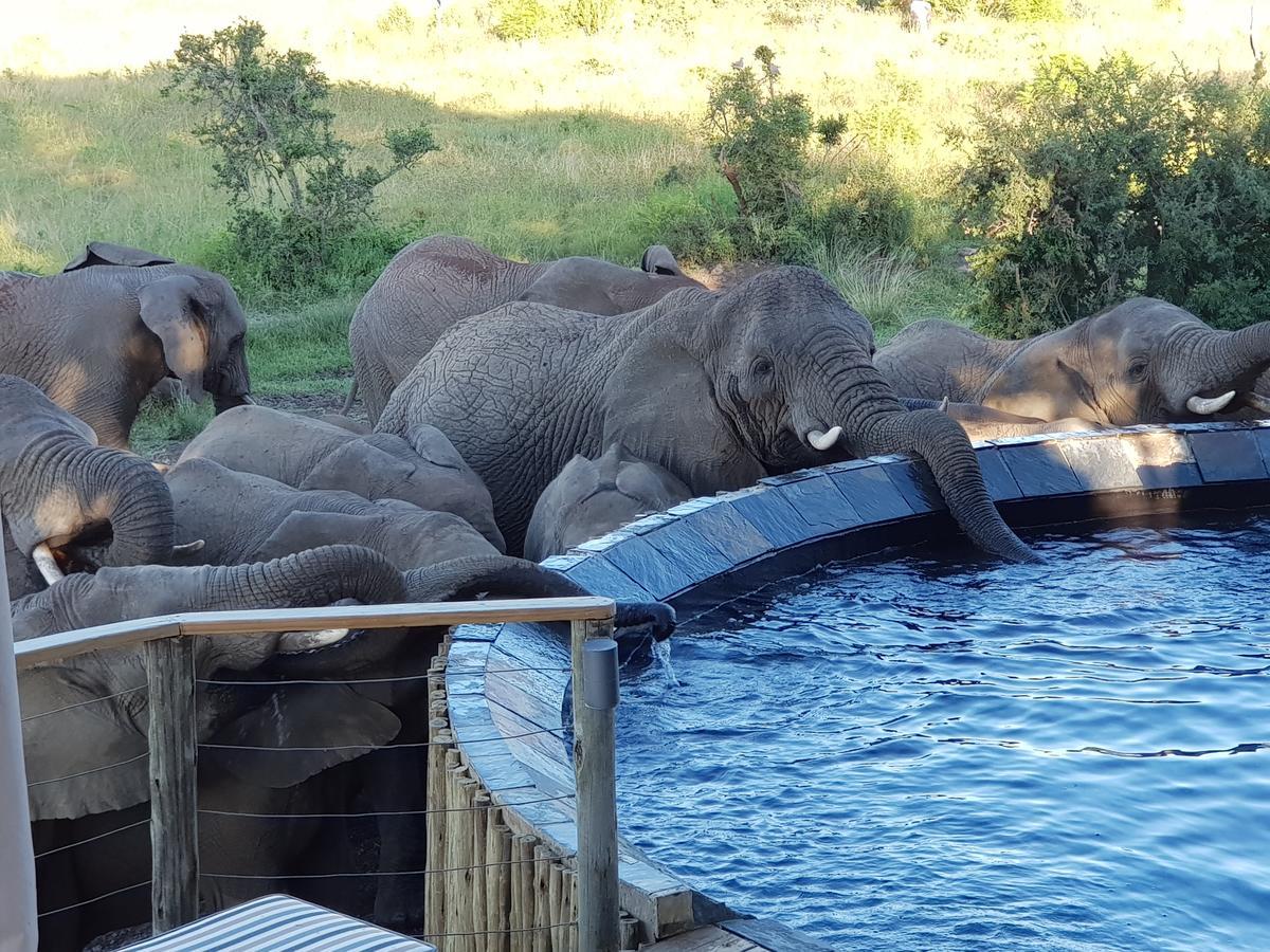 Nambiti Plains Lodge Ladysmith Exteriér fotografie